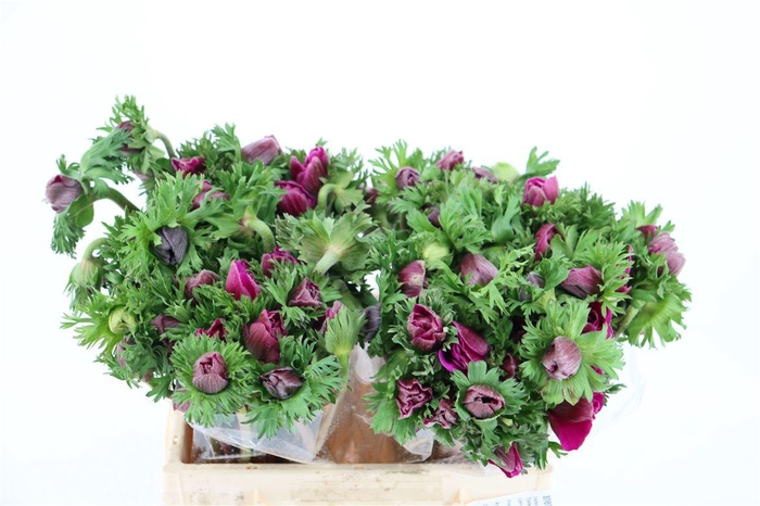 <h4>Anem Marianne Orchid</h4>