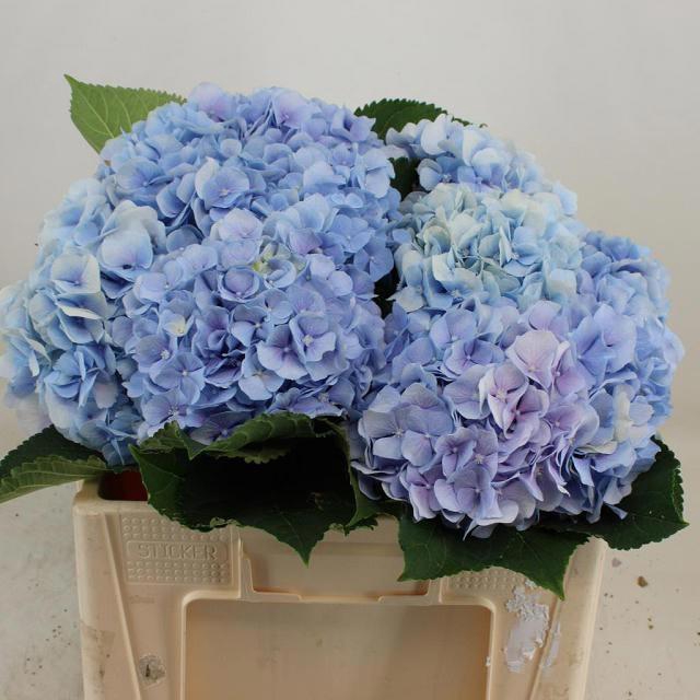 <h4>HYDR M CH VERENA BL</h4>