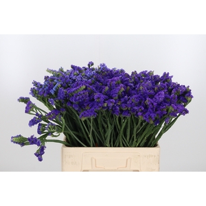 Limonium Blue