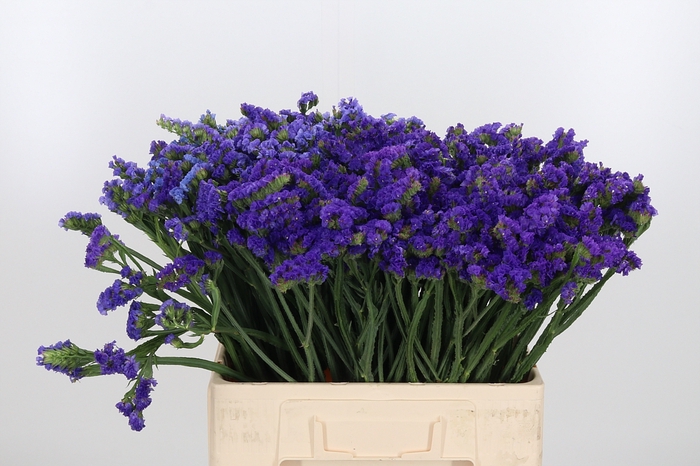 <h4>Limonium Blue</h4>