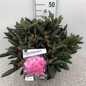 Rhodo. (Y) 'Kalinka' pink