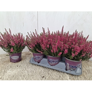 CALLU BL STEFFI