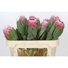 Protea Lady Di