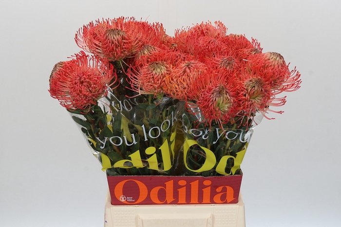 Nutans Ayoba Pink Guava