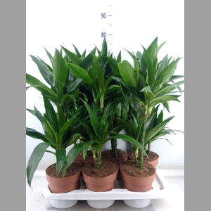 Dracaena frag. 'Janet Craig'