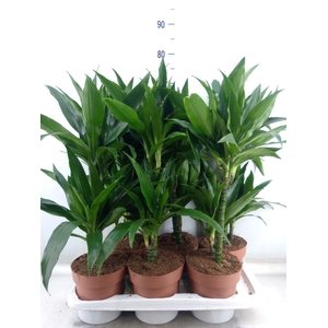 Dracaena frag. 'Janet Craig'
