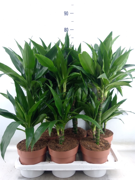 <h4>Dracaena frag. 'Janet Craig'</h4>