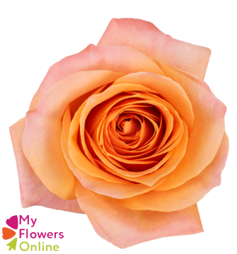 <h4>R Gr Coral Reef Orange 50cm EC</h4>