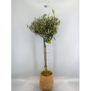 Arr.   Kamerplant Groen L%