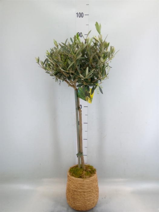 <h4>Arr.   Kamerplant Groen L%</h4>