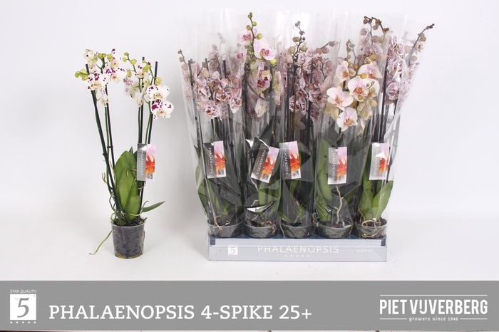 <h4>PHAL OV WIT</h4>