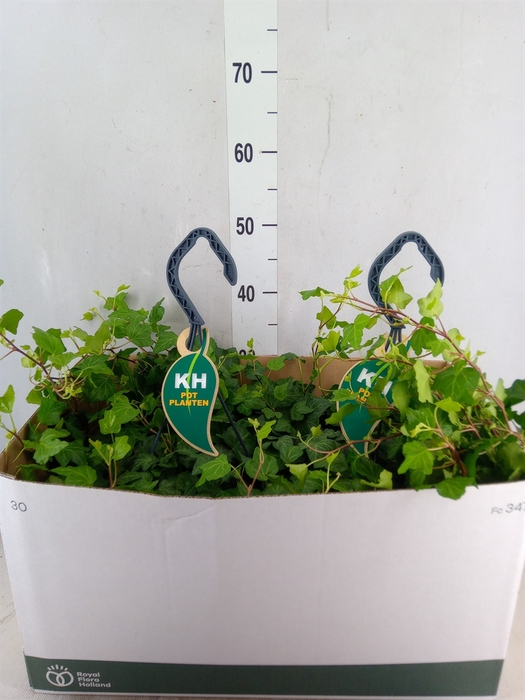 <h4>Hedera helix 'Wonder'</h4>