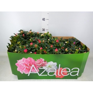 Rhododendron sim.   ...mix