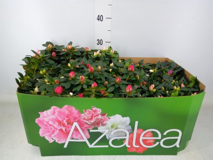 <h4>Rhododendron sim.   ...mix</h4>