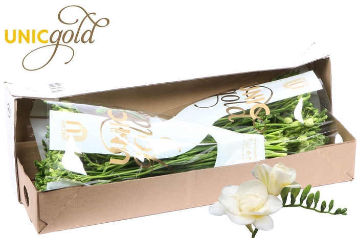 <h4>UG Hofland Oranjepolder BV - Volante 2X50 box</h4>