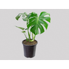 MONSTERA DELICIOSA P23