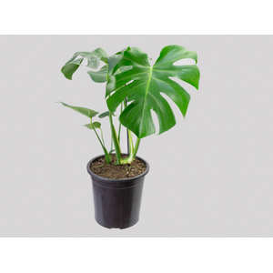 MONSTERA DELICIOSA P23