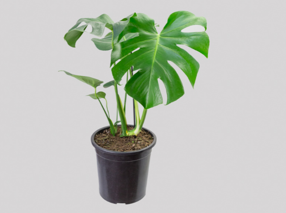 <h4>MONSTERA DELICIOSA P23</h4>