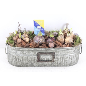 arr4 Bollenmix MB - Zink green ovaal 338/3