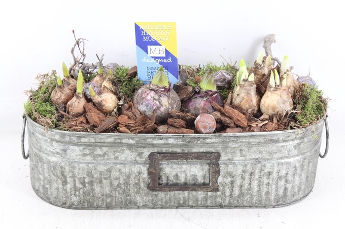 <h4>arr4 Bollenmix MB - Zink green ovaal 338/3</h4>