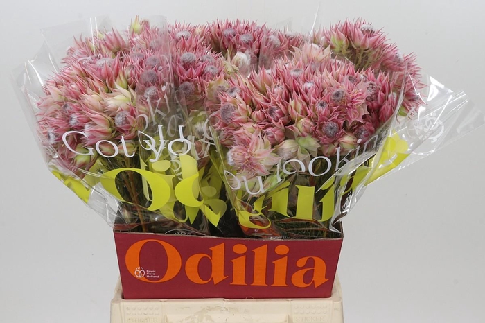 <h4>Blushing Bride Pink 2/5 Flowers</h4>