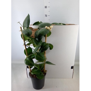 Hoya calycina 'Stargazer'