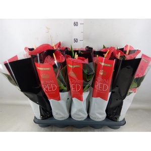 Anthurium andr. 'Querida'