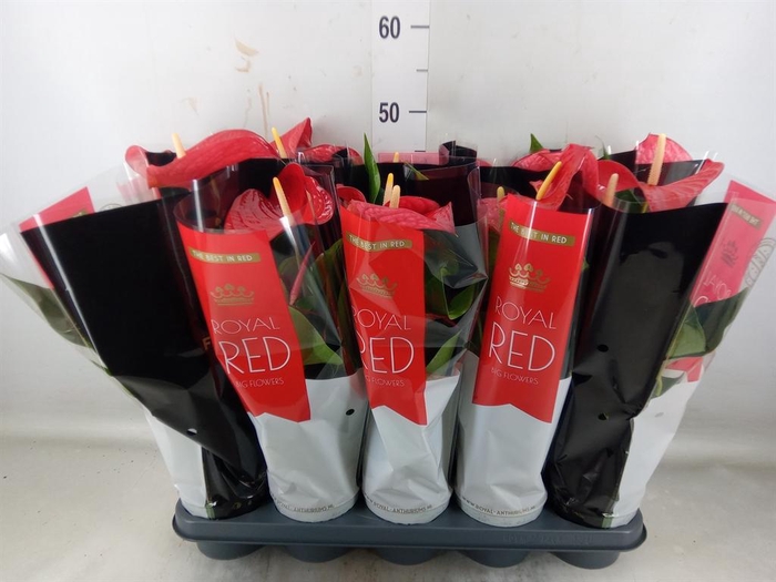 <h4>Anthurium andr. 'Querida'</h4>