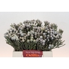 Kaaps Groen Silver Brunia