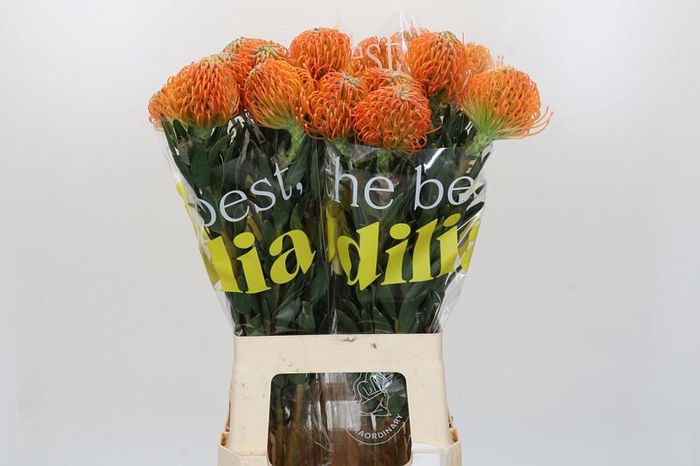 <h4>Nutans Ayoba Peach</h4>