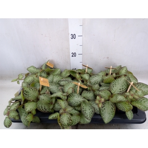 Episcia   ...