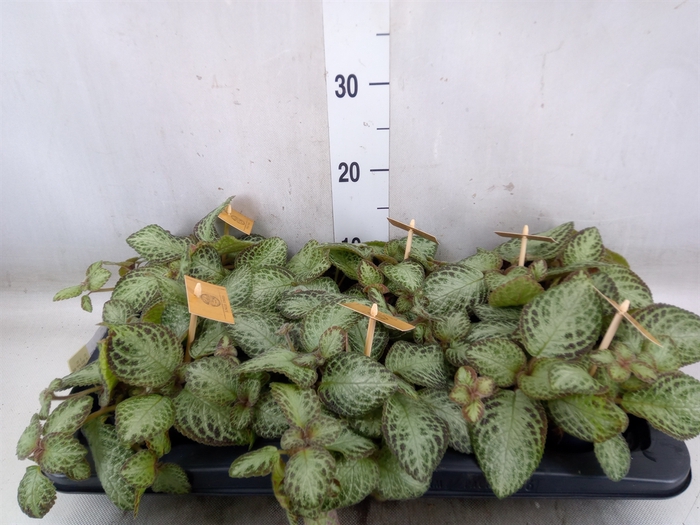 <h4>Episcia   ...</h4>