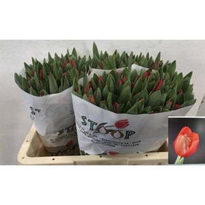 Tulipa si escape