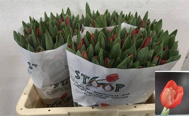 <h4>Tulipa si escape</h4>