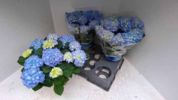 <h4>HYDR M BLAUER ZWERG</h4>