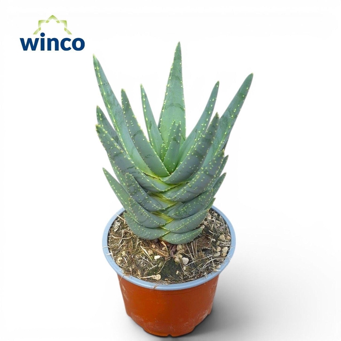 <h4>ALOE OV</h4>