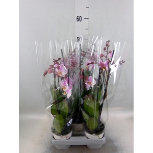 Phalaenopsis  'Ant Roskilde'