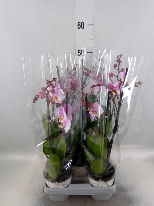 <h4>Phalaenopsis  'Ant Roskilde'</h4>