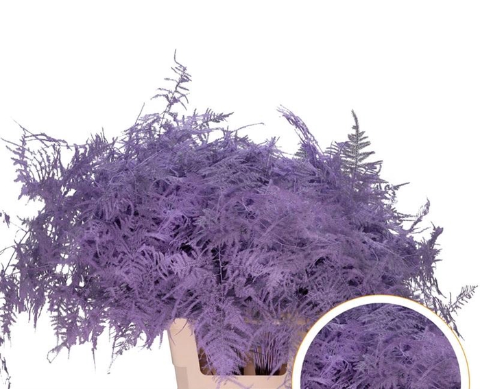 <h4>Asparagus Ex Veren Milka x50</h4>