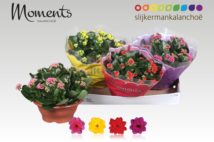 <h4>KAL GE GEM 4 KL</h4>