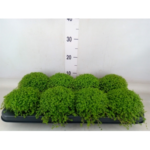Soleirolia soleirolii   ...green