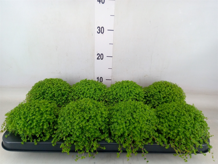 <h4>Soleirolia soleirolii   ...green</h4>