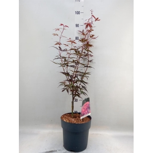 Acer palmatum 'Skeeters Broom'