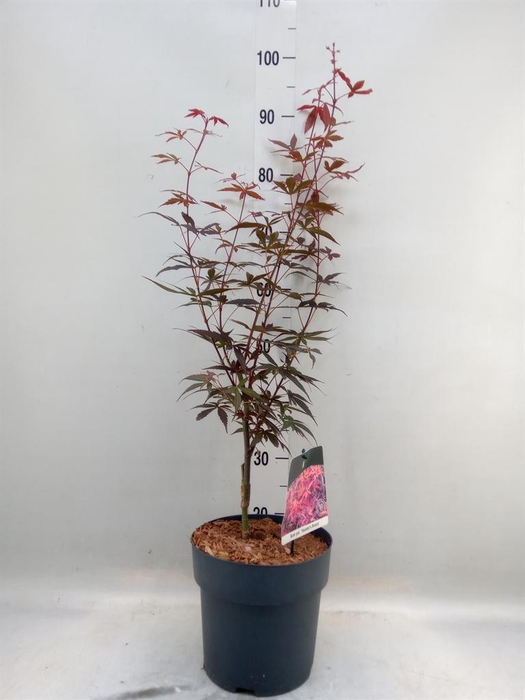 <h4>Acer palmatum 'Skeeters Broom'</h4>