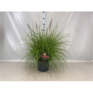 Pennisetum   ...