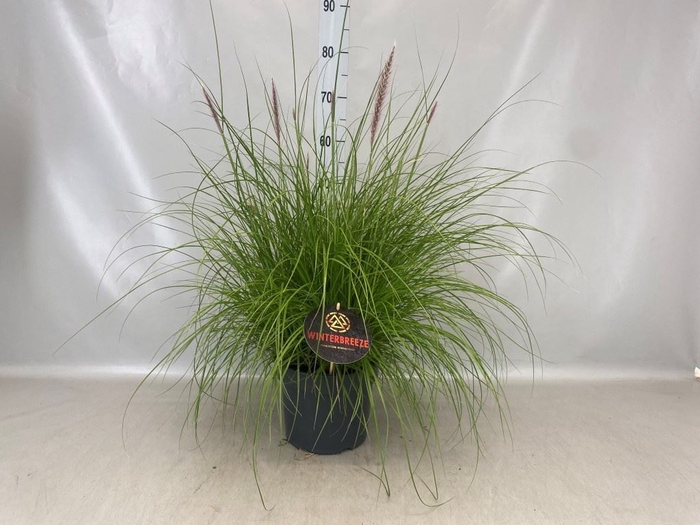<h4>Pennisetum   ...</h4>