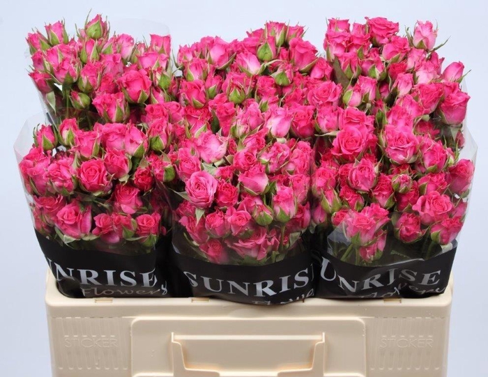 <h4>R TR LIANNE</h4>