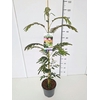 Albizia julibrissin