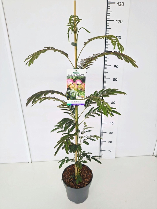 Albizia julibrissin