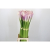 Zantedeschia Eydolls Purple White